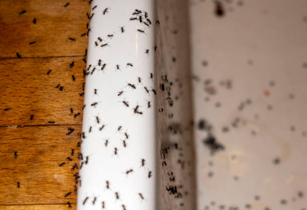 Ogden, KS Pest Control Company